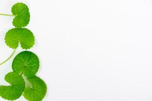 Top view on table centella asiatica leaves with isolated on white background photo