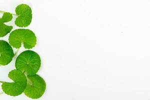 Top view on table centella asiatica leaves with isolated on white background photo