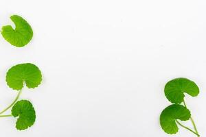 Top view on table centella asiatica leaves with isolated on white background photo