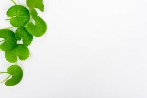 Top view on table centella asiatica leaves with isolated on white background photo