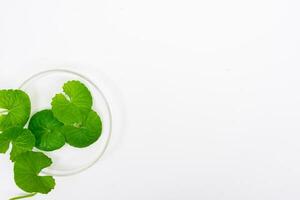 Top view on table centella asiatica leaves with isolated on white background photo