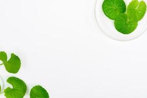 Top view on table centella asiatica leaves with isolated on white background photo