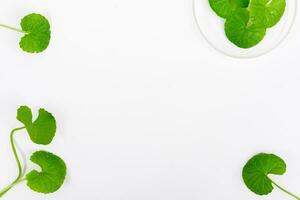 Top view on table centella asiatica leaves with isolated on white background photo