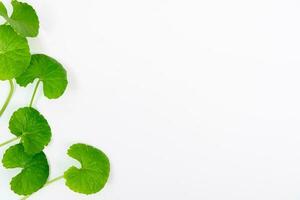 Top view on table centella asiatica leaves with isolated on white background photo