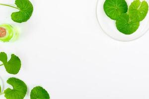 Top view on table centella asiatica leaves with isolated on white background photo
