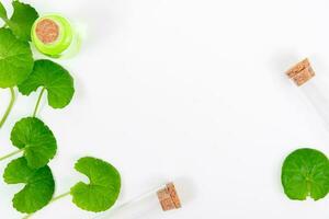 Top view on table centella asiatica leaves with isolated on white background photo