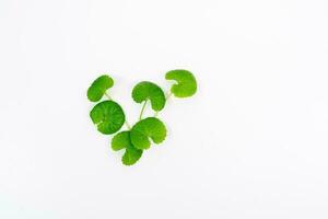 Top view on table centella asiatica leaves with isolated on white background photo