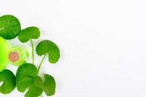 Top view on table centella asiatica leaves with isolated on white background photo