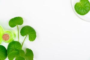 Top view on table centella asiatica leaves with isolated on white background photo