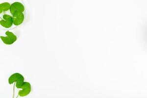 Top view on table centella asiatica leaves with isolated on white background photo