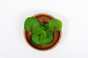 Top view on table centella asiatica leaves with isolated on white background photo