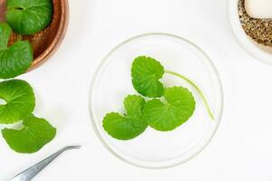 Top view on table centella asiatica leaves with isolated on white background photo