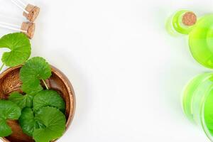 Top view on table centella asiatica leaves with isolated on white background photo