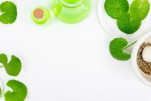 Top view on table centella asiatica leaves with isolated on white background photo