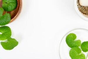 Top view on table centella asiatica leaves with isolated on white background photo