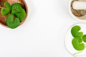 Top view on table centella asiatica leaves with isolated on white background photo