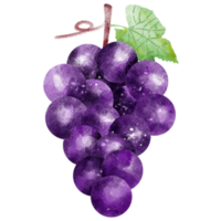 Watercolor Grape. Hand drawn modern decorative fruit objects isolated on png background.