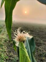 corn flower with sunshine photo