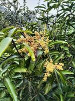 tree with mango flower photo