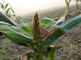 baby corn photo