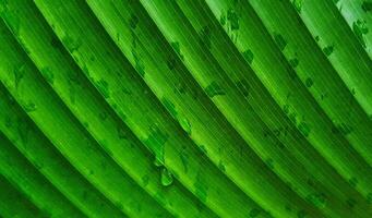 Close up pattern and line green banana leaf for background. Beauty of Nature and Natural wallpaper. Water or rain drop on leaves. photo