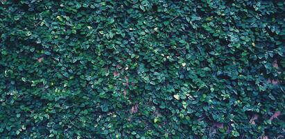 Green leaves wall for background at garden park in blue vintage tone - Beauty of Nature, Wallpaper, Growth and Plan life concept. photo