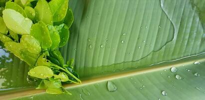 Fresco kaffir Lima hojas en verde plátano hoja con agua y lluvia gotita con Copiar espacio. frescura verdura, ingrediente para Cocinando comida y cosecha de agricultura concepto foto