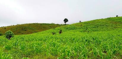 Beautiful landscape natural view. Corn farm with green mountain, tree and sky for background or wallpaper. Beauty of Nature and Harvest of agriculture concept. photo