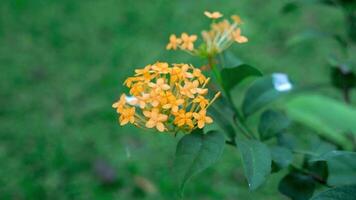 Beautiful Yellow flower video