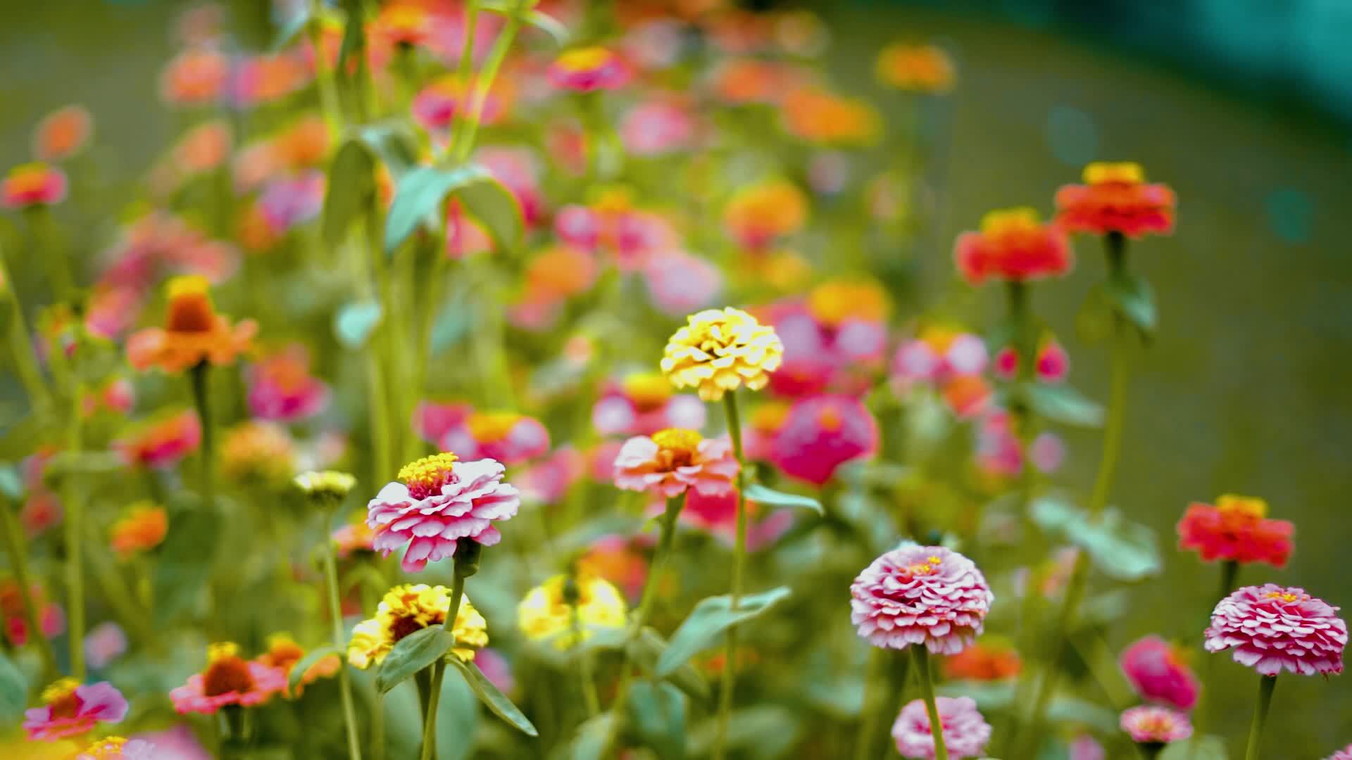 Beautiful flowers in the wind 25785972 Stock Video at Vecteezy