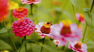 hermosas flores en el jardín video