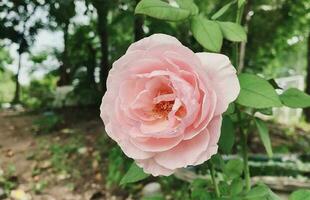 rosado Rosa flor en jardín, aislado rosado Rosa flor, rosado Rosa flor para amor romance, hace usted sensación fresco, brillante, y siente bien. utilizar eso a hacer perfume o belleza negocio. o un fecha acerca de amor video