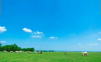 cow grazing on green summer meadow and sky view photo