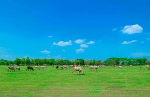 cow grazing on green summer meadow and sky view photo