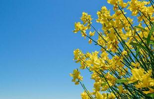 wild flowers for beautiful background photo