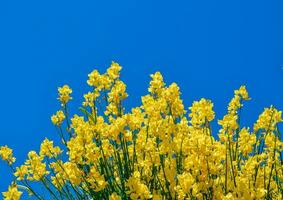 wild flowers for beautiful background photo