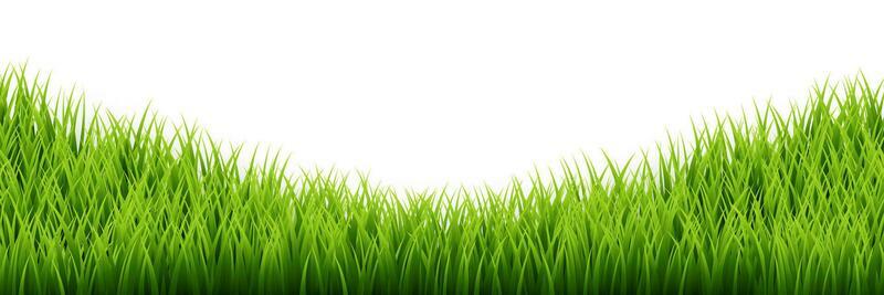 Green grass border set on white background. Vector Illustration