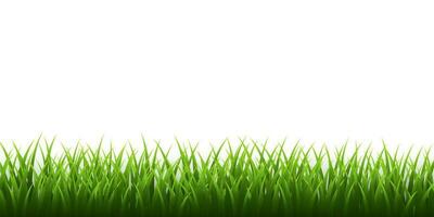 Green grass border set on white background. Vector Illustration