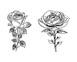 Beautiful Hand drawn flower Roses vector