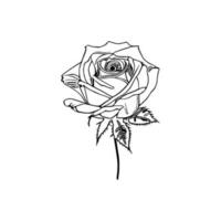 Beautiful Hand drawn flower rose sketch vector