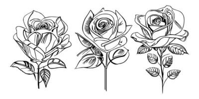 hermosa mano dibujado flor rosas vector