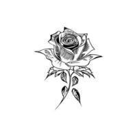 Beautiful Hand drawn flower rose sketch vector