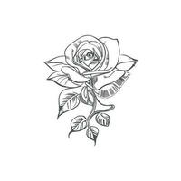 Beautiful Hand drawn flower rose sketch vector