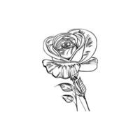 hermosa mano dibujado flor Rosa bosquejo vector