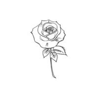 Beautiful Hand drawn flower rose sketch vector