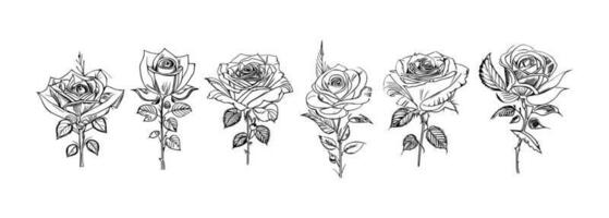 Roses set line art vector