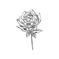 Beautiful Hand drawn flower rose sketch vector