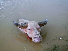 Water buffalo in the canal to cool off. photo