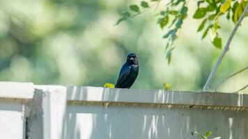 negro drongo estar en el cerca foto