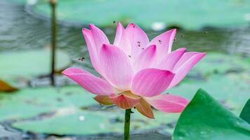 pink lotus flower blooming in the pond photo